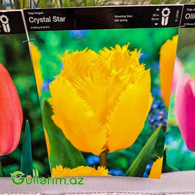 Tulpan qarışıq (Tülpan)