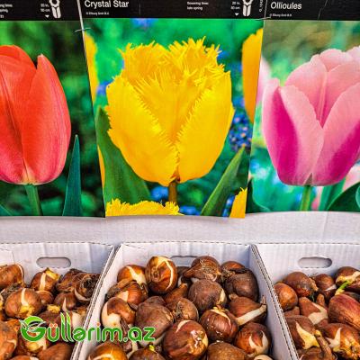 Tulpan qarışıq (Tülpan)