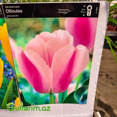 Tulpan qarışıq (Tülpan)