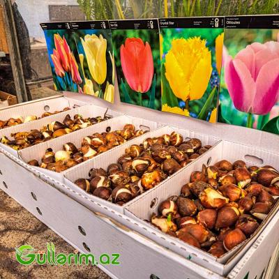 Tulpan qarışıq (Tülpan)