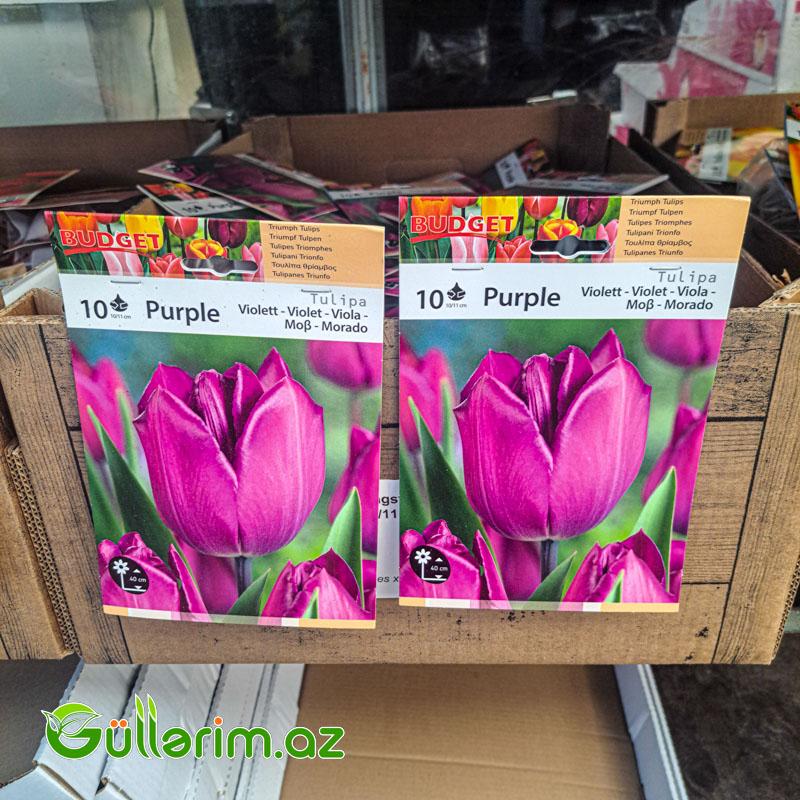 Tulpan Bənövşəyi (Tülpan)