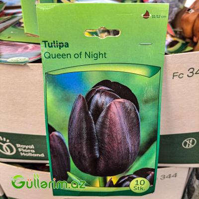 Tulpan gece kralicasi (Tülpan)