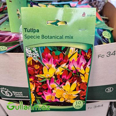 Tulpan Botanika mix (Tülpan)