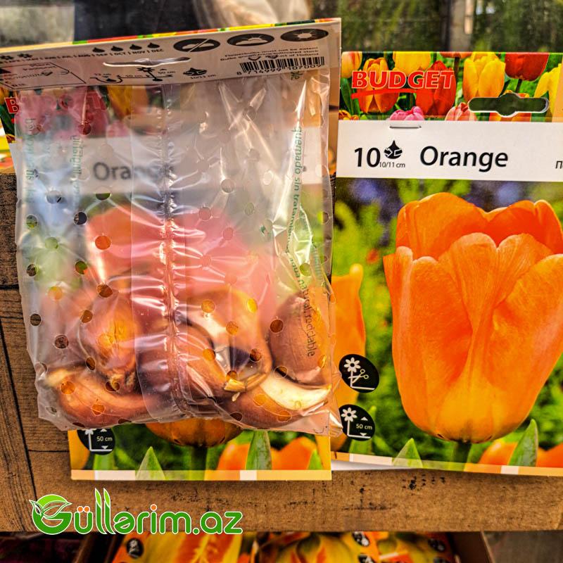 Tulpan prtagal (Tülpan)