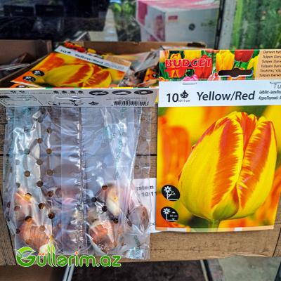 Tulpan sarı qirmizi (Tülpan)