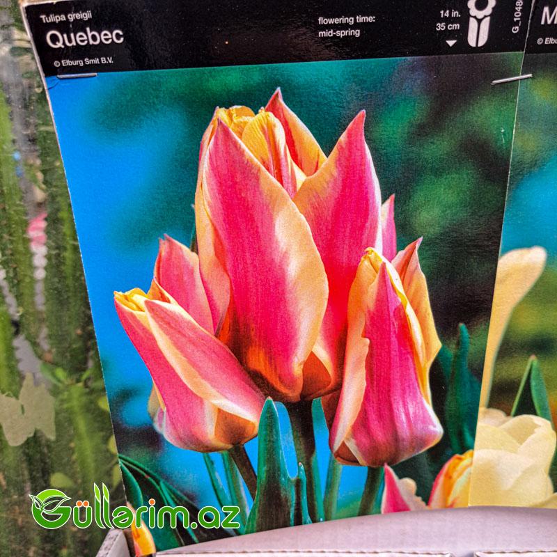 Tulpan qarışıq (Tülpan)