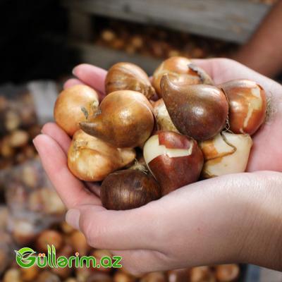 Triumf Tulpan Pastel (Tülpan)