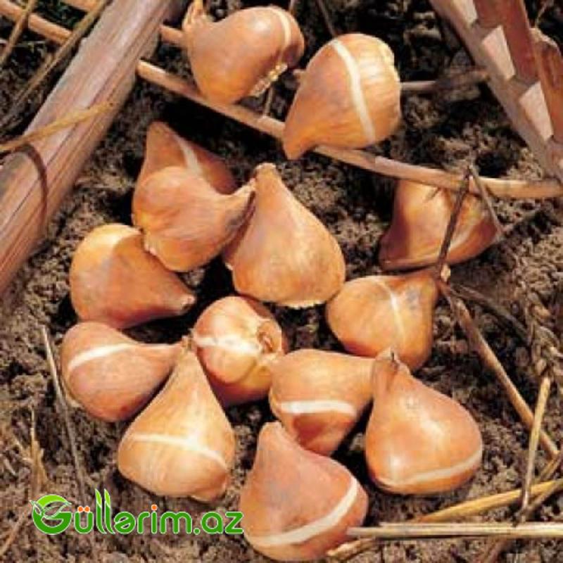 Papuqay Tulpan Rasta (Tülpan)