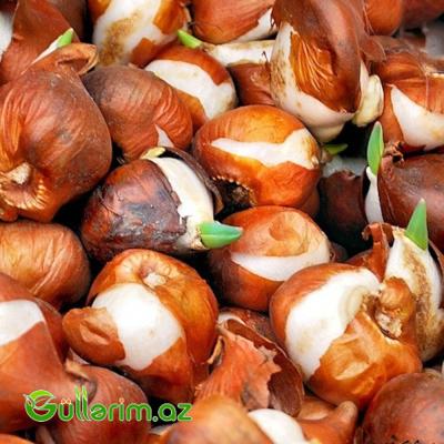 Tulpan Snow Crystal (Tülpan)