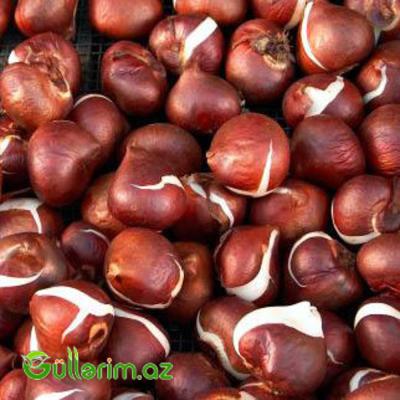 Tulpan gece kralicasi (Tülpan)