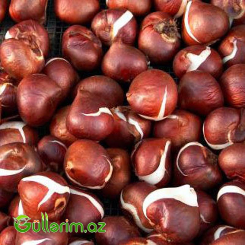 Tulpan Brisbane(Tülpan)