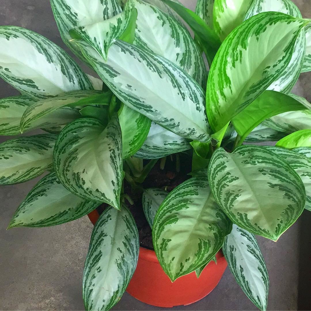 Aqlaonema test
