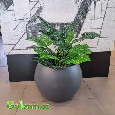 Süni Aqnolema bitki