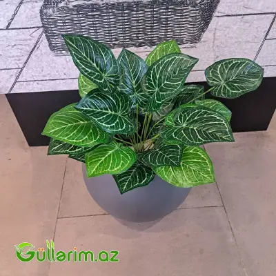 Süni Aqnolema bitki