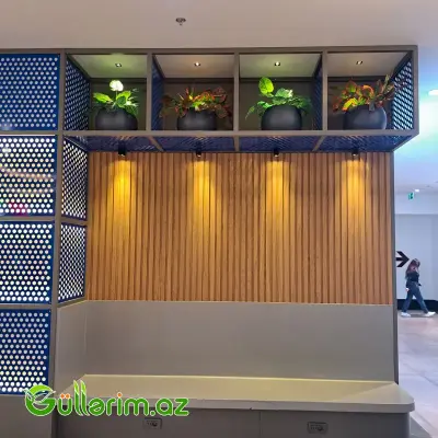 Süni Aqnolema bitki