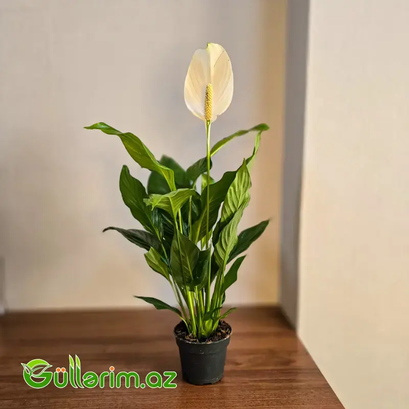 Spatifillum - Sülh Zanbağı (Spathiphyllum)
