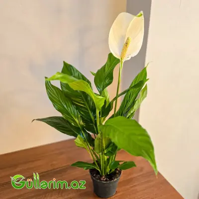 Spatifillum - Sülh Zanbağı (Spathiphyllum)