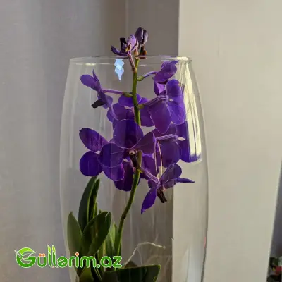 Vanda Orxideyası (Vanda Orchid)