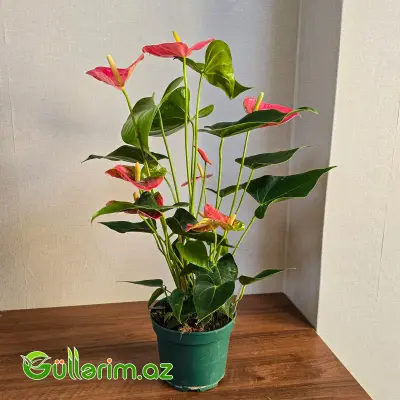 Anturium Çəhrayı (Anthurium Pink)