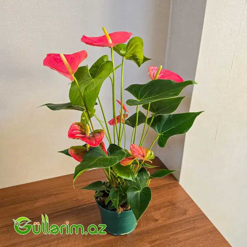 Anturium Çəhrayı (Anthurium Pink)
