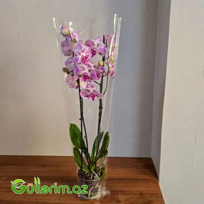 Rəngli alenopsis Orxideyası (Phalaenopsis Orchid)