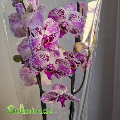 Rəngli alenopsis Orxideyası (Phalaenopsis Orchid)