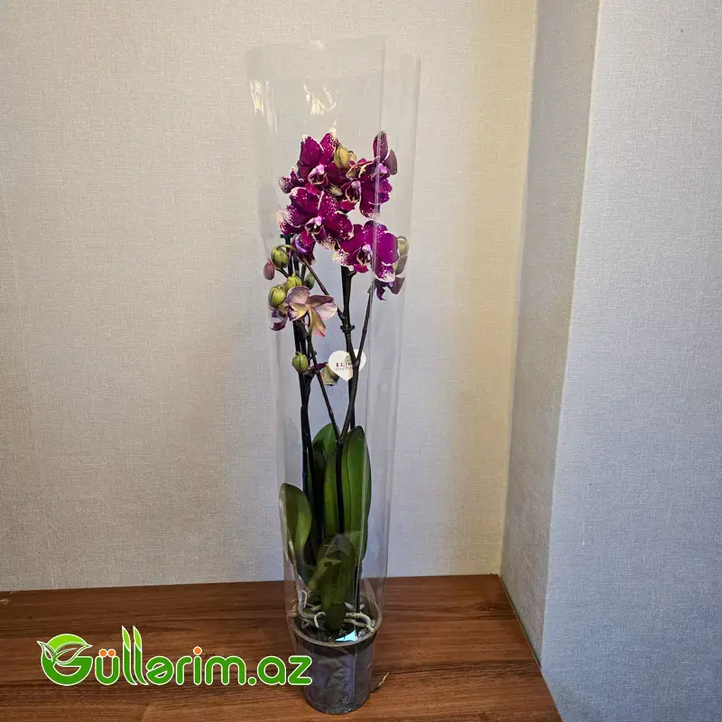 Rəngli alenopsis Orxideyası (Phalaenopsis Orchid)