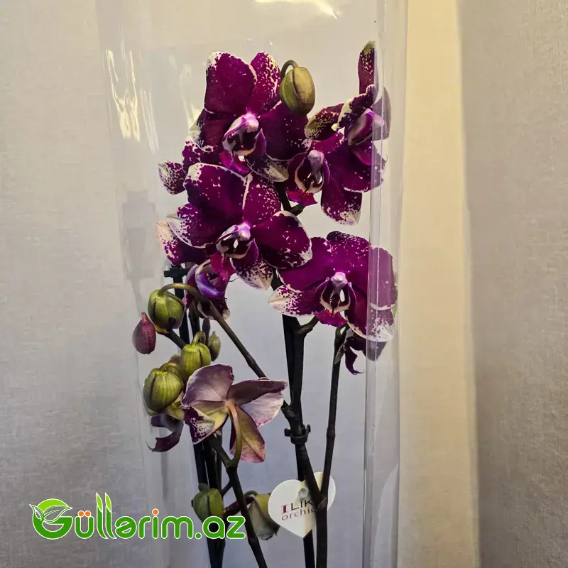 Rəngli alenopsis Orxideyası (Phalaenopsis Orchid)