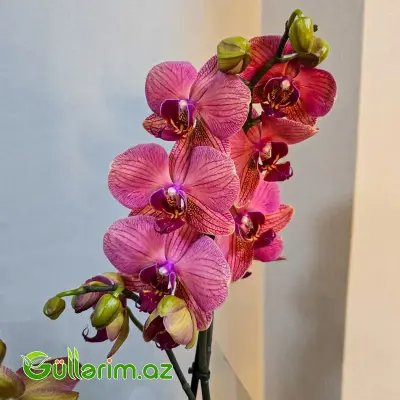 Rəngli alenopsis Orxideyası (Phalaenopsis Orchid)