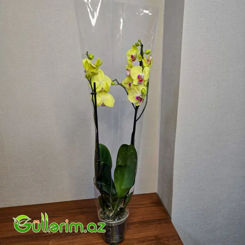 Rəngli alenopsis Orxideyası (Phalaenopsis Orchid)