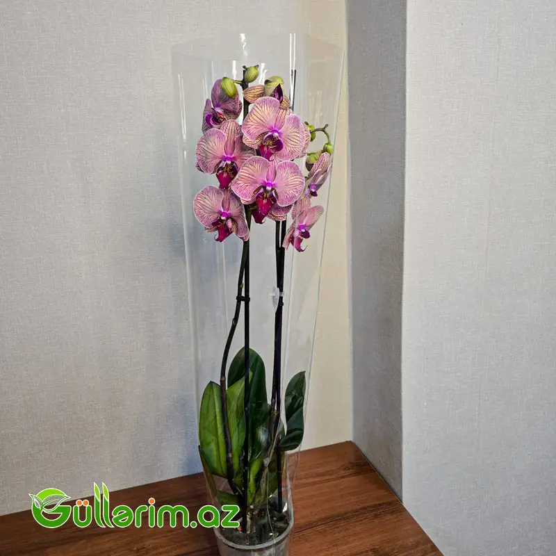 Rəngli alenopsis Orxideyası (Phalaenopsis Orchid)
