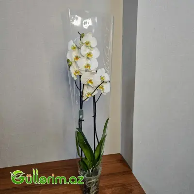 Rəngli alenopsis Orxideyası (Phalaenopsis Orchid)