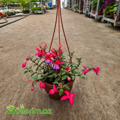 Fuksiya / Sırğa Çiçəyi (Fuchsia)