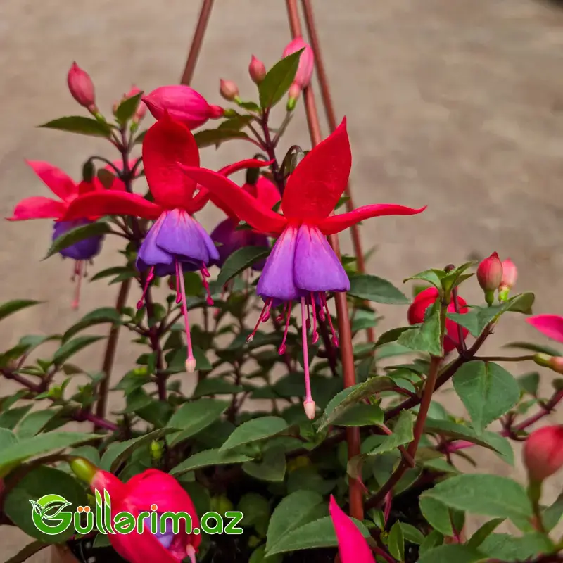 Fuksiya / Sırğa Çiçəyi (Fuchsia)