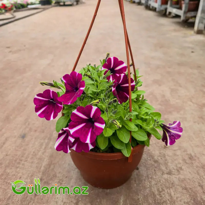 Asma Petuniya / Surfiniya (Petunia / Surfinia)
