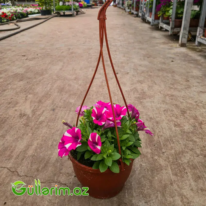 Asma Petuniya / Surfiniya (Petunia / Surfinia)