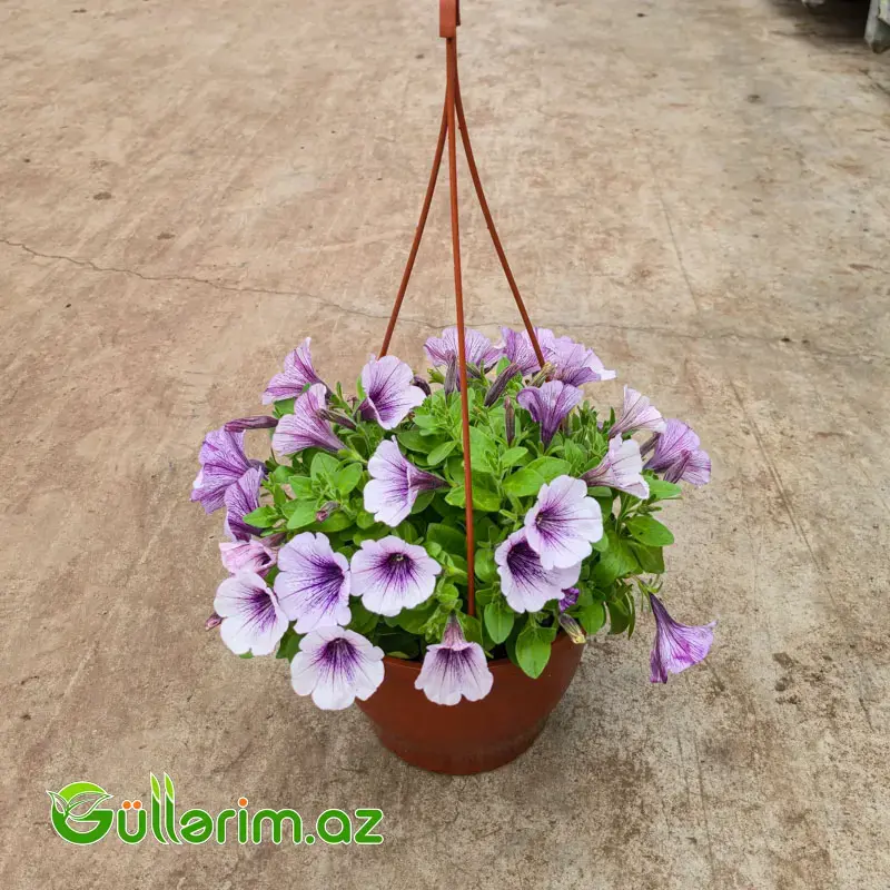 Asma Petuniya / Surfiniya (Petunia / Surfinia)