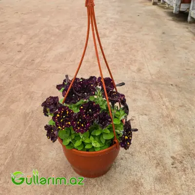 Asma Petuniya / Surfiniya (Petunia / Surfinia)