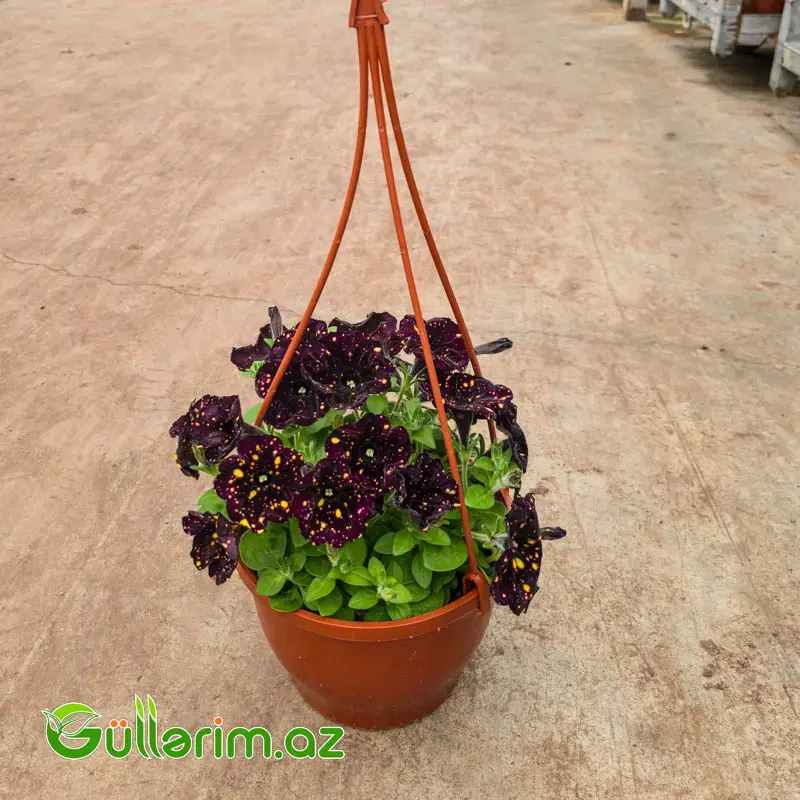 Asma Petuniya / Surfiniya (Petunia / Surfinia)