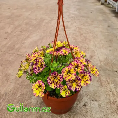 Asma Petuniya / Surfiniya (Petunia / Surfinia)