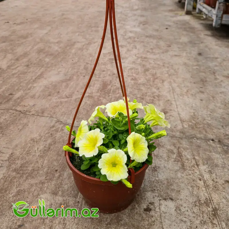 Asma Petuniya / Surfiniya (Petunia / Surfinia)