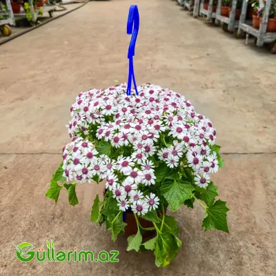 Sinerariya / Cinerariya (Pericallis x hybrida)