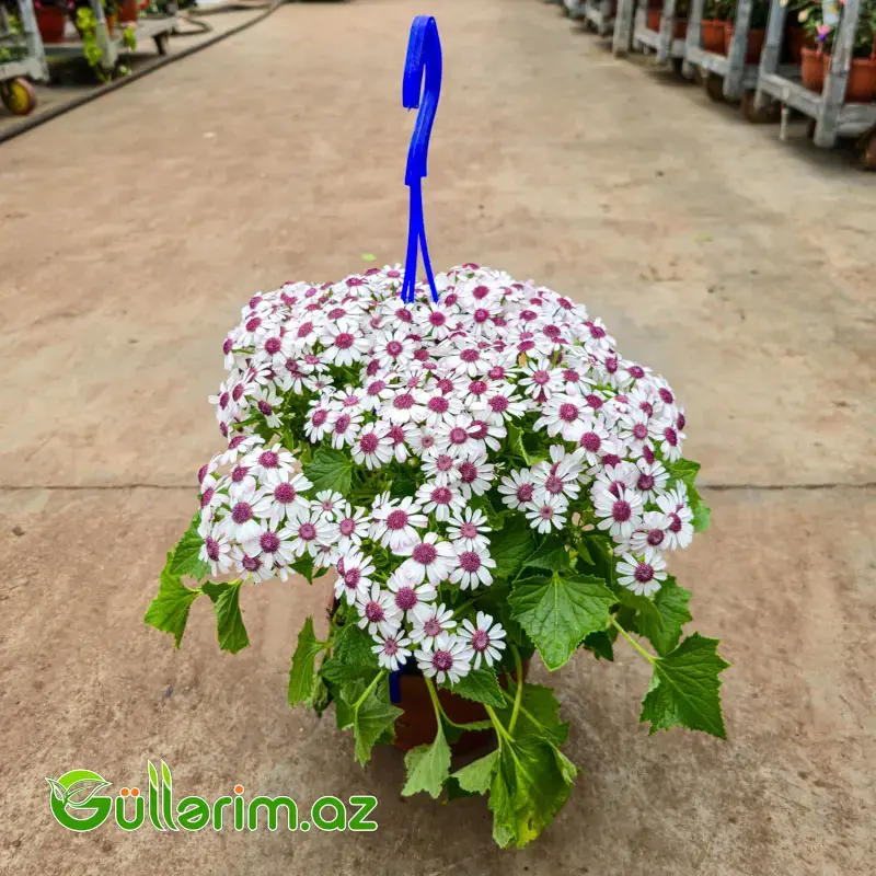 Sinerariya / Cinerariya (Pericallis x hybrida)