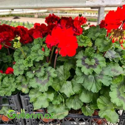 Sardiniya / Ətrişah (Pelargonium zonale)