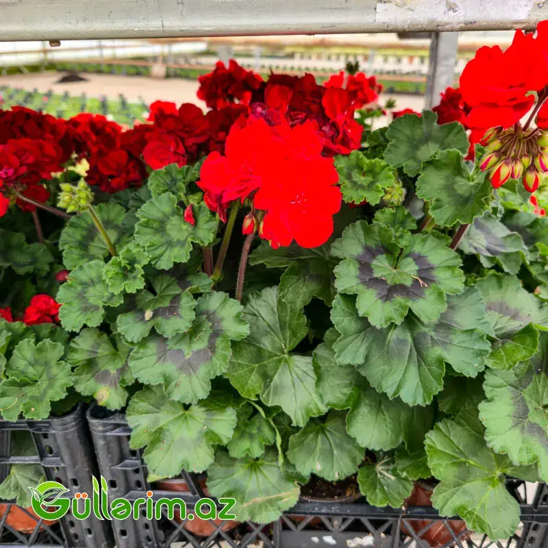 Sardiniya / Ətrişah (Pelargonium zonale)