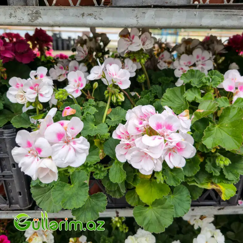 Sardiniya / Ətrişah (Pelargonium zonale)