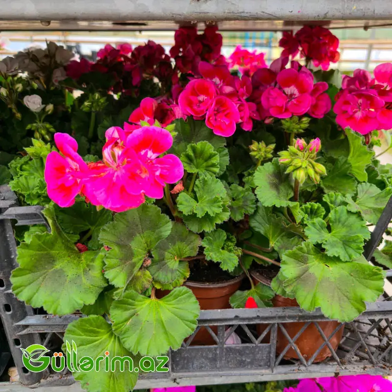 Sardiniya / Ətrişah (Pelargonium zonale)