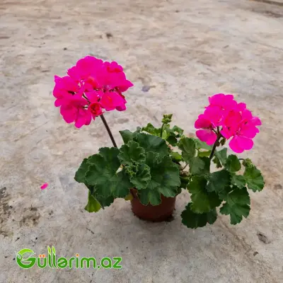 Sardiniya / Ətrişah (Pelargonium zonale)
