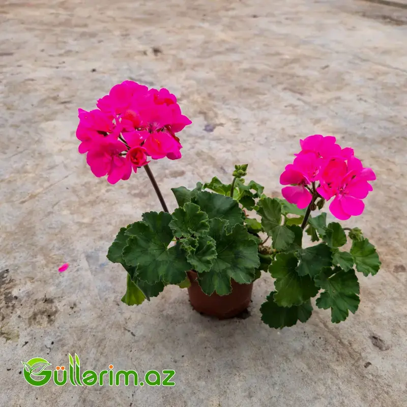 Sardiniya / Ətrişah (Pelargonium zonale)