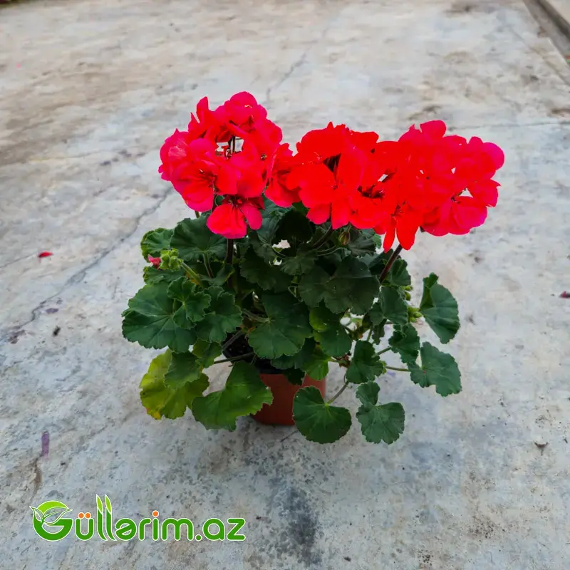 Sardiniya / Ətrişah (Pelargonium zonale)